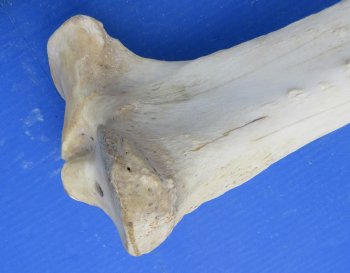Giraffe tibia leg bones 21 to 26 inches long - $90 each; 3 pcs @ $80 each