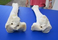 Wholesale giraffe tibia leg bones 21 to 26 inches long, with natural imperfections - $85 each; Packed: 3 pcs @ $75 each