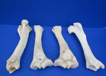 Wholesale Water Buffalo Tibia leg bones, 13 to 14 inches long - 2 pcs @ $10 each; 6 pcs @ $9 each <font color=red>*SALE* </font>