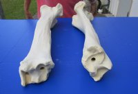 Wholesale giraffe tibia leg bones 21 to 26 inches long, with natural imperfections - $85 each; Packed: 3 pcs @ $75 each