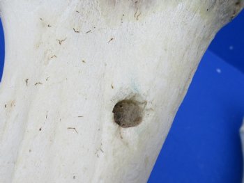 Wholesale Water Buffalo Tibia leg bones, 13 to 14 inches long - 2 pcs @ $10 each; 6 pcs @ $9 each <font color=red>*SALE* </font>