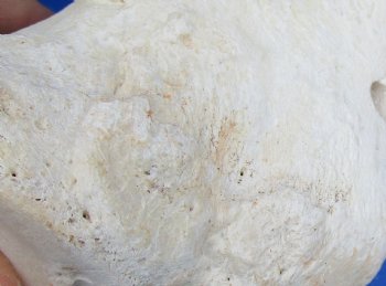 Wholesale Water Buffalo Tibia leg bones, 13 to 14 inches long - 2 pcs @ $10 each; 6 pcs @ $9 each <font color=red>*SALE* </font>