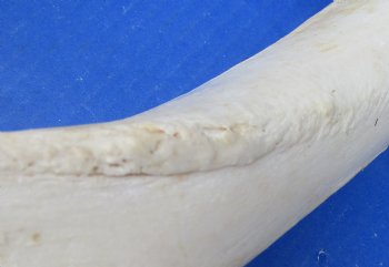 Wholesale Water Buffalo Tibia leg bones, 13 to 14 inches long - 2 pcs @ $10 each; 6 pcs @ $9 each <font color=red>*SALE* </font>