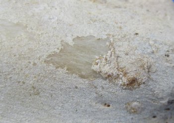 Wholesale Water Buffalo Tibia leg bones, 13 to 14 inches long - 2 pcs @ $10 each; 6 pcs @ $9 each <font color=red>*SALE* </font>