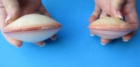 Wholesale Polished Tiger Clam Pairs Shells 3 inch (pairs are glued together) - 25 pcs @ $1.20 each; 100 pcs @ $1.08 each