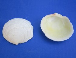 Codakia Tigrina Sea...