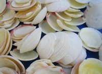 Codakia Tigrina Seashells 1-1/2 inch to 2-1/2 inch (1 kilo)