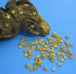 Florida Bay Starfish 