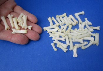 Wholesale Bobcat Toe Bones in Bulk, 3/4 to 1 inch (cleaned and off white in color) - 25 pcs @ $.75 each; 100 pcs @ $.67 each