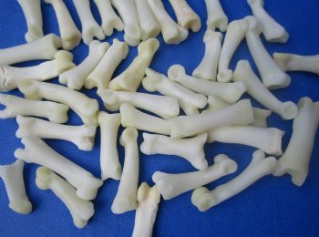 Wholesale Bobcat Toe Bones in Bulk, 3/4 to 1 inch (cleaned and off white in color) - 25 pcs @ $.75 each; 100 pcs @ $.67 each