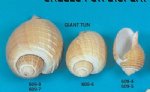 Tonna Galea Giant Tun Shells
