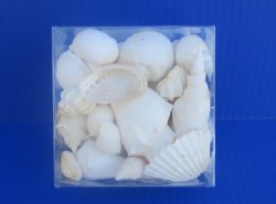 4" X 4" X 2-3/4" Square Clear Gift Boxes filled with Assorted White Seashells - Box of 8 @ $4.00 each  