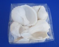4" X 4" X 2-3/4" Square Clear Gift Boxes filled with Assorted White Seashells- Case of 64 pcs @ $3.60 each  