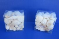 4" X 4" X 2-3/4" Square Clear Gift Boxes filled with Assorted White Seashells- Case of 64 pcs @ $3.60 each  