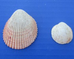 Wholesale Trachycardium Haitian Cockle shells 1 to 2 inches - 6 or more Gallons @ $7.50 Gallon
