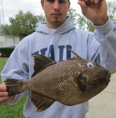 Dried Triggerfish Mount with Hanger