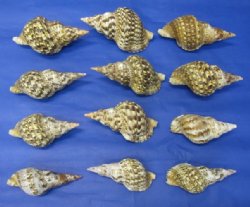 5 inches Wholesale Atlantic Triton Seashells, Triton's Trumpet for display and making seashell centerpieces - Packed: 2 pcs @ $7.00 each; Pack of 8 @ $6.25 each