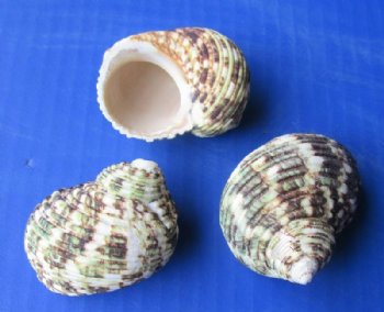 Wholesale Turbo Setosus Shells 1-3/4 inch to 2-1/4 inch - 625 pcs @ $.21 each