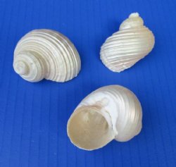 Wholesale Pearly White Turbo Setosus Shells 1-3/4 inch to 2-1/4 inch - 500 pcs @ $.38 each