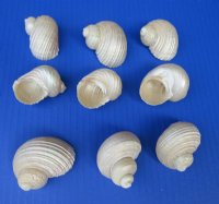 Wholesale Pearly White Turbo Setosus Shells 1-3/4 inch to 2-1/4 inch - 500 pcs @ $.38 each
