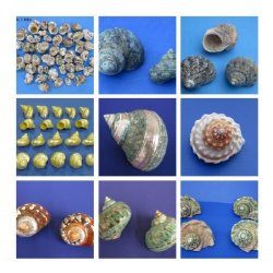 Turban Shells - Turbo Seashells