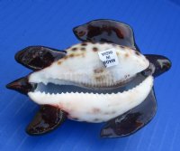 3-3/4" Painted Tiger Cowrie Shell Turtles - 10 pcs @ $2.25 each; 50 pcs @ $2.00 each