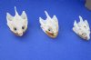 Wholesale Common Snapping Turtle Skulls 3 inches to 3-7/8 inches long. You will receive one similar to the photos - $39.00 each; Packed: 4 pcs @ $35.00 each.