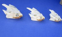 Wholesale Common Snapping Turtle Skulls 3 inches to 4 inches long. You will receive one similar to the photos - $39.00 each; Packed: 4 pcs @ $35.00 each.