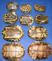 6 inches Red Eared Slider Turtle Shells Wholesale - Packed 4 @ $10.00 each; Pack of 12 @ $9.00 each 