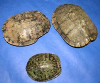 6 inches Red Eared Slider Turtle Shells Wholesale - Packed 4 @ $10.00 each; Pack of 12 @ $9.00 each 