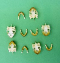 Wholesale River Cooter Turtles Skulls 1-1/2" to 2" - 2 pcs @ $13.00 each; 8 pcs @ $11.70 each 