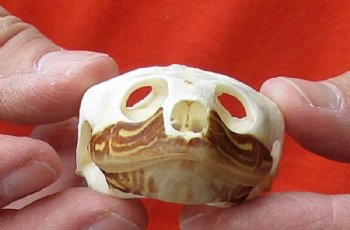 Turtle Skull, Turtle Skulls, Hand Picked 