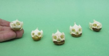 Wholesale River Cooter Turtles Skulls 1-1/2" to 2" - 2 pcs @ $13.00 each; 8 pcs @ $11.70 each 
