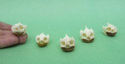 Wholesale River Coo...