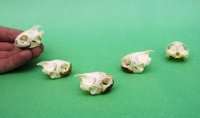 Wholesale River Cooter Turtles Skulls 1-1/2" to 2" - 2 pcs @ $13.00 each; 8 pcs @ $11.70 each 