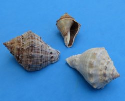Volema Myristica  Conch Shells Wholesale 1 to 2 inches - $3.50 a gallon