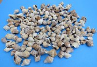 Volema Myristica conch shells wholesale 1 to 2 inches- 20 kilos @ $1.00 kilo; Minimum: 2 boxes (1 kilo = 2.2 lbs) 
