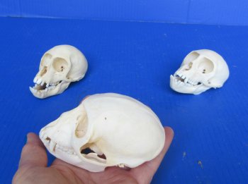 Wholesale African Vervet Female Monkey Skulls - $115 each; 4 or more @ $103 each (Cites #P-000044854)