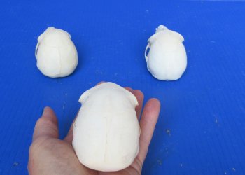 Wholesale African Vervet Female Monkey Skulls - $115 each; 4 or more @ $103 each (Cites #P-000044854)