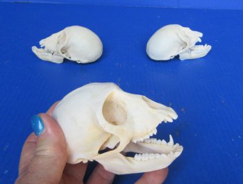Wholesale African Vervet Female Monkey Skulls - $115 each; 4 or more @ $103 each (Cites #P-000044854)