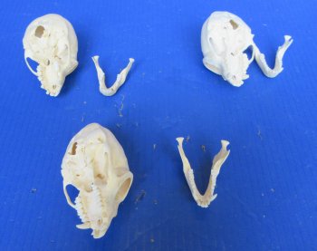 Wholesale African Vervet Female Monkey Skulls - $115 each; 4 or more @ $103 each (Cites #P-000044854)