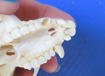 Wholesale African Vervet Female Monkey Skulls - $115 each; 4 or more @ $103 each (Cites #P-000044854)