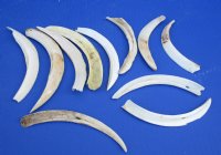 Lower Split Warthog Tusks, Wholesale Ivory for Carving 3 inches to 6 inches - $45.00 a pound; 4 pounds @ $40 a pound (all of these tusk are split, dirty and drill holes)