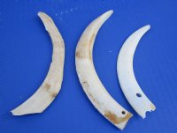 Lower Split Warthog Tusks, Wholesale Ivory for Carving 3 inches to 6 inches - $45.00 a pound; 4 pounds @ $40 a pound (all of these tusk are split, dirty and drill holes)