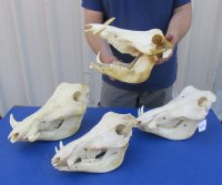 Medium Warthog Skulls (appx 10" to 13") with small tusk (appx 3" to 6") - $110 each; 3 or more @ $99.00 each