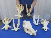 Medium Warthog Skulls (appx 10" to 13") with small tusk (appx 3" to 6") - $110 each; 3 or more @ $99.00 each