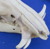 Medium Warthog Skulls (appx 10" to 13") with small tusk (appx 3" to 6") - $110 each; 3 or more @ $99.00 each
