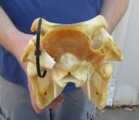 Medium Warthog Skulls (appx 10" to 13") with small tusk (appx 3" to 6") - $110 each; 3 or more @ $99.00 each