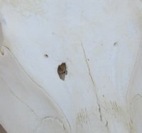 Medium Warthog Skulls (appx 10" to 13") with small tusk (appx 3" to 6") - $110 each; 3 or more @ $99.00 each