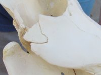 Medium Warthog Skulls (appx 10" to 13") with small tusk (appx 3" to 6") - $110 each; 3 or more @ $99.00 each